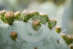 Exotic plants. Close-up of a prickly cactus