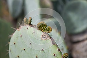 Exotic plants. Close-up of a prickly cactus