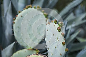 Exotic plants. Close-up of a prickly cactus