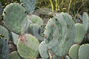 Exotic plants. Close-up of a prickly cactus