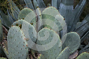 Exotic plants. Close-up of a prickly cactus