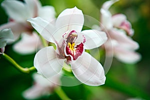 Exotic plants and flowers in botanical garden in close up photo