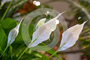 The exotic plants and flowers in a green house - Spathiphyllum