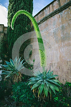 Exotic Plants: Fox Tail Agave Agave Attenuata on a park in Vejer, Spain