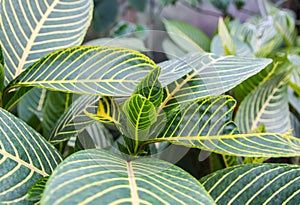 Exotic plants. Green natural background. Details of nature.