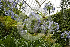 Exotic plants in a greenhouse