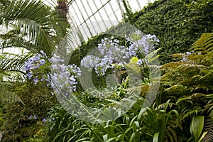 Exotic plants in a greenhouse