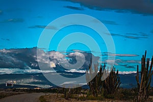 Exotic plants growing in the Tatacoa Desert, Colombia under the cloudy sky in the evening