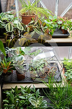 Exotic plants in pots in greenhouse. Growing houseplants for sale in flower store and home gardening
