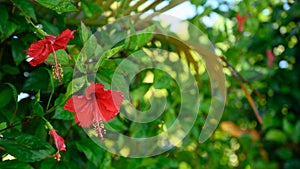exotic plants view red rose horizontal hd