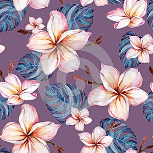 Exotic plumeria flowers and green monstera leaves on purple background in seamless tropical pattern. Watercolor painting.