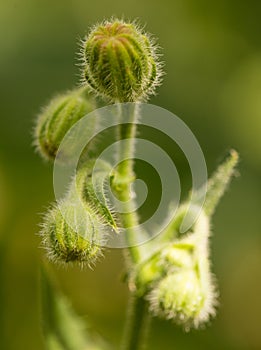 Exotic prickly green plant