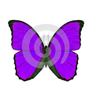 Exotic purple butterfly isolated on white background
