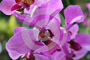 Exotic purple moon orchid flower from Asia with blur background