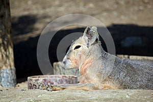 Exotic Rabbit Dolichotis Patagonum Portrait Resting Head Closeup Colorful