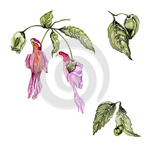 Exotic and rare parrot flower Impatiens psittacina isolated on white background.