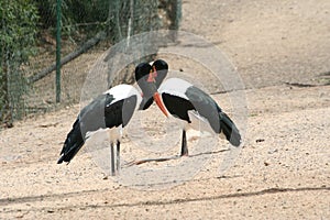 Exotic red-billed storks