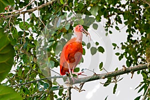 Exotic red bird Scarlet Ibis, Eudocimus ruber