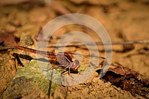 Exotic red dragonfly resting on ground