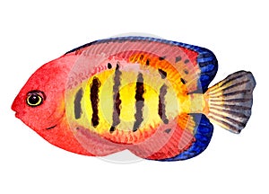 Exotic red fish. Watercolor