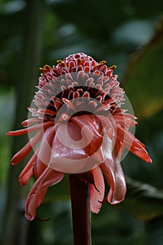 Exotic Red Flower Bloom