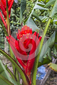Exotic red flower at PeÃÂ±as Blancas Massif natural reserve, Nicaragua photo