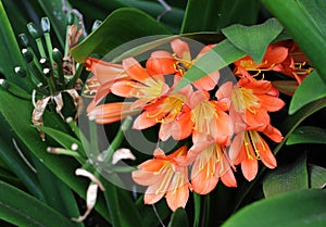 Exotic red flower with yellow pistils in Maui island photo