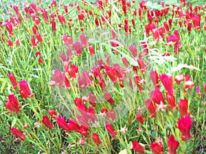 Exotic red flowers