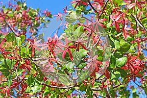 Exotic red flowers in full bloom of Gluta usitata Wall. Ding Hou or Red zebra wood