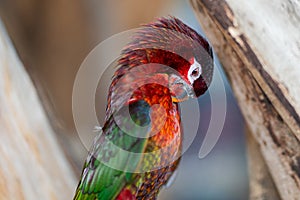 Red parrot bird - Animal portrait. photo