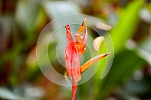 Exotic Red Strelitzia reginae flower bud paradise