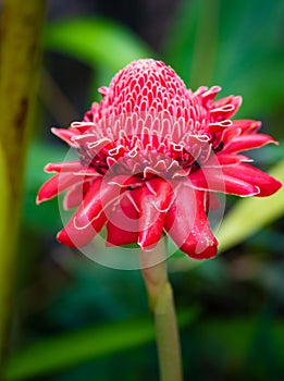 Exotic Red Torch Ginger Flower Blossom Etlingera elatior