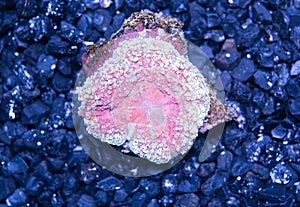 Exotic reef red-gold Symphyllia Brain Coral Lps