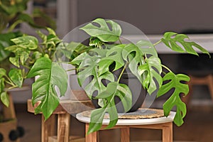 Exotic `Rhaphidophora Tetrasperma` houseplant with small leaves with holes in black flower pot