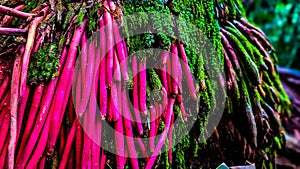 Exotic root from the Amazon