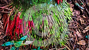 Exotic root from the Amazon