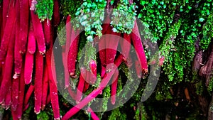 Exotic root from the Amazon