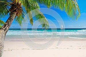 Exotic sandy beach with palm and a sailing boat in the turquoise sea