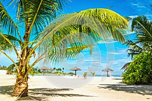 Exotic sandy beach with palm trees