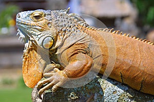 Exotic saurian photo