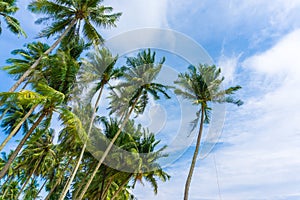 Exotic sea beach tropical island with coconut tree