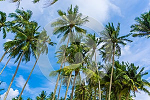 Exotic sea beach tropical island with coconut tree