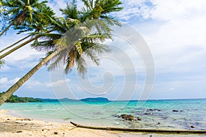 Exotic sea beach tropical island with coconut tree