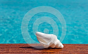 The exotic sea shell