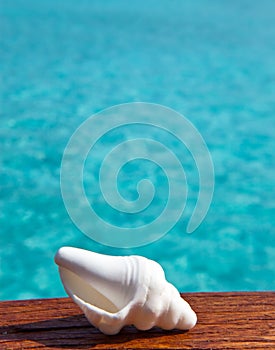 The exotic sea shell