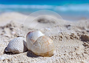 Exotic sea shell