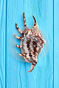 Exotic sea shell close up.