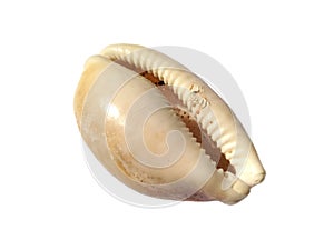 Exotic sea shells isolated on a white background