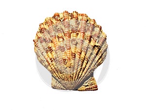 Exotic sea shells isolated on a white background