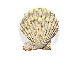 Exotic sea shells isolated on a white background